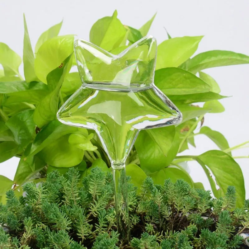 Plante d'intérieur auto-arrosage en verre