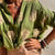 Chemisier Femme Chic Ajustement Mélange Polyester Coton 4