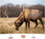 WildCam PRO