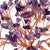 Feng Shui Bonsai Ornements